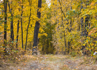 the road through the autumn forest