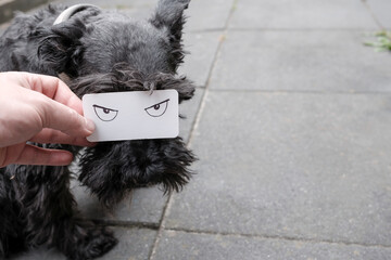 Male hand holds a white paper with drawn evil eyes, which covers part of the muzzle of a black dog schnauzer. Copy space. 