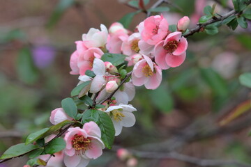 華やかに咲く