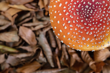 Close-up of Amanita Muscaria mushrooms in dry leaves. Poisonous mushroom with a red cap with white...