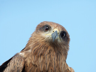 portrait photo of black kite, expressions and emotions of bird