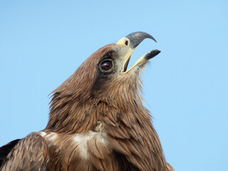 portrait photo of black kite, expressions and emotions of bird