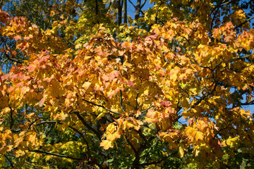 Jesień, złote klonowe liście w parku.  - obrazy, fototapety, plakaty