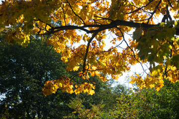 Jesień, złote klonowe liście w parku. 
