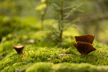 mushrooms on a tree