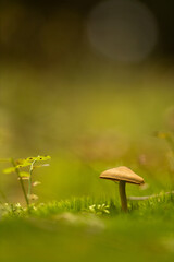mushrooms in the grass