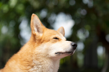 Naklejka na ściany i meble Close up corgi dog in summer sunny day