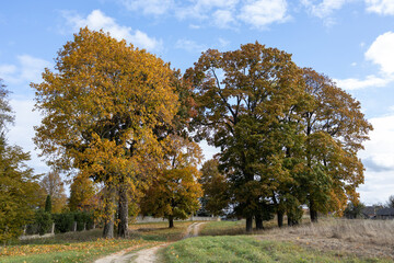 Naklejka premium large and tall maples with yellowed leaves against the autumn sky