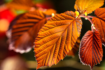 Herbstfarben