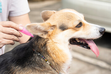 Close up woman veterinary applying tick and flea prevention treatment and medicine to her dog or pet
