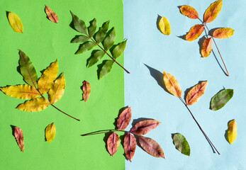 Autumn Leaves in the Background Photo, Yedigoller Bolu, Turkey