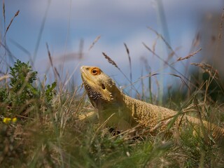 bearded dragon lizard