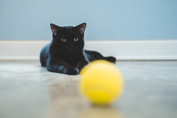 Black cat looking at yellow tennis balls, ber tennis balls, cat toys.