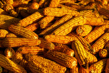 Fototapeta na wymiar heap of dry corn cobs as background