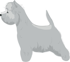illustration of a dog standing at the show. side view. west highland white terrier