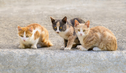 Three cute young cat kittens, different coat colors, sitting friendly side by side, Greece 