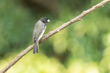 A Dubois's Seedeater also know as Papa-capim perched on the branch. Species Sporophila ardesiaca. Birdwatcher. Bird lover. Birding.