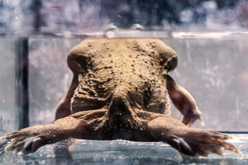 Fototapeta na wymiar The bottom of budgett frog close up skin underwater inside the water tank.