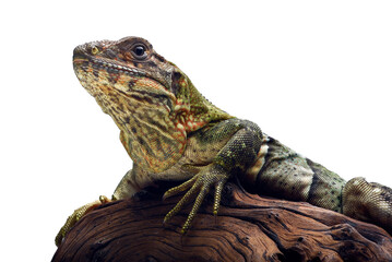 Fototapeta premium Portrait of a black spiny_tailed iguana