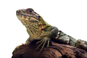 Portrait of a black spiny_tailed iguana