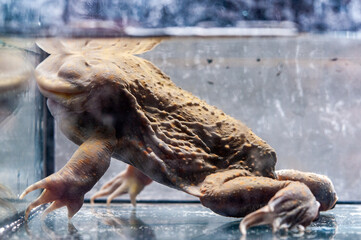 The budgett frog close up side view inside water tank.