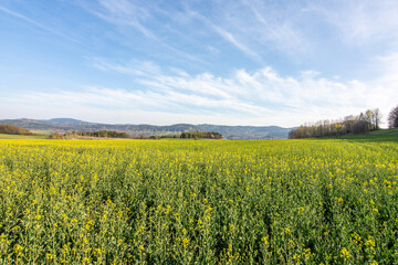 Agricultural field with oilseed rape. rapeseed is raw material for the production of beet oil and oil added to diesel cars. Canola, colza.