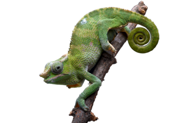Portrait of a female Fischer chameleon