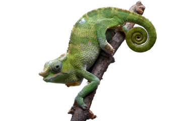 Gordijnen Portrait of a female Fischer chameleon © DS light photography