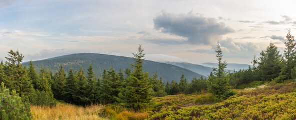 The top of the Serak mountains in Jeseniky at sunset. Spruce, pine kneel and other coniferous trees and drying blueberry bushes in the background.