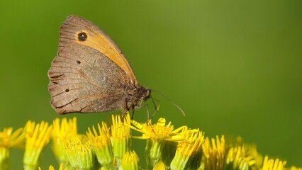 butterfly on a flower