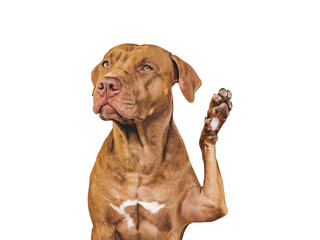 Lovable, pretty puppy dog giving high five. Close-up, indoors. Studio photo. Concept of care,...