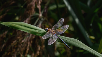 GROSSE K&Ouml;NIGSLIBELLE