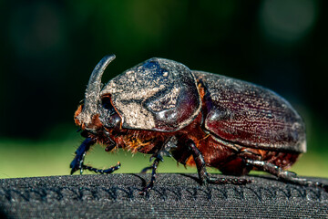 Rhinoceros beetle close-up. Macro photos of insects.