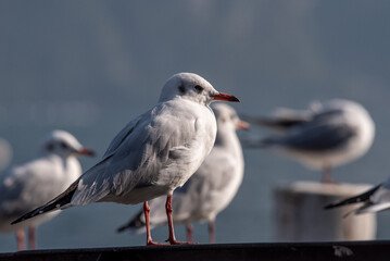 Seagull standing on a rail by the lake of lugano in Switzerland