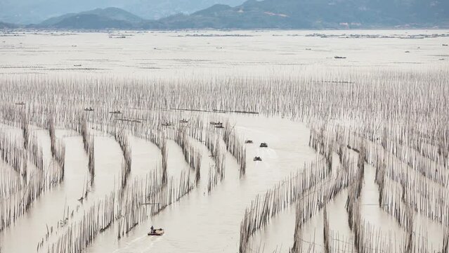 Time lapse of fishermen in their boats heading out to sea in the early morning on the coast of Xiapu County in China. The bamboo poles are for drying seaweed.