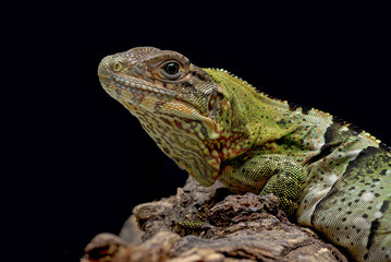 Black spiney_tailed iguana on a tree