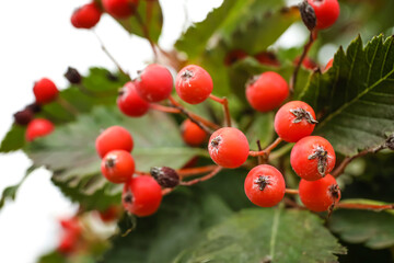Fototapeta premium Ripe viburnum berries on tree in garden, closeup