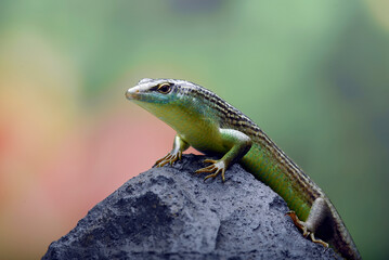 Olive tree skink on a rock