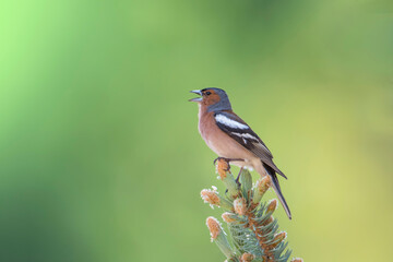 A colorful male chaffinch (Fringilla coelebs) emits the spring call on a fir branch with its beak open and green bokeh in the background, Piedmont, Italy.