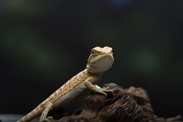 Bearded dragon on the tree stomp