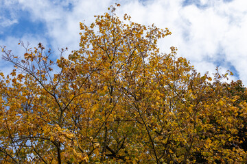 yellowed maple crown against the autumn sky