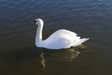 Swan on a lake in sunny day