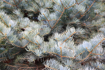 Close up view of White fir  or Abies concolor (Gordon) Lindl. ex Hildebr
