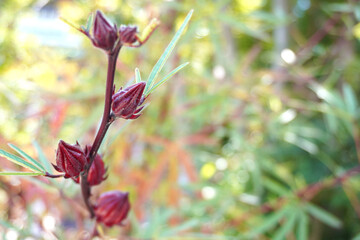 ローゼルの赤い実の写真