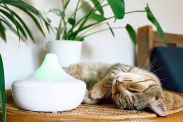 Tabby cat sleeping near home air humidifier or essential oil diffuser cleaning air and vaporizing steam up into the air. Ultrasonic technology. Taking care of health of children, plants and pets. - obrazy, fototapety, plakaty