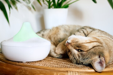 Tabby cat sleeping near home air humidifier or essential oil diffuser cleaning air and vaporizing...