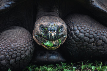 Galapagos giant tortoise feeding on vegetation