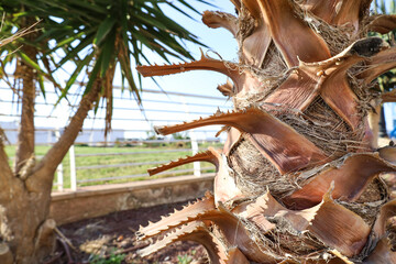 Closeup view of palm bark on sunny day