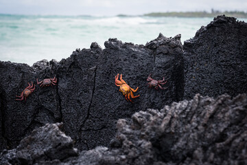 Sally Lightfoot crabs on the Galapagos Islands