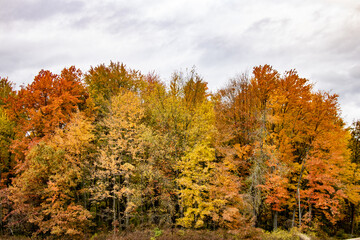 Fototapeta premium autumn trees in the forest